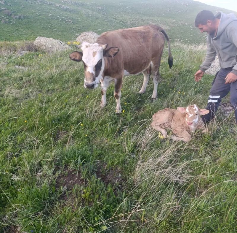 Gökçek Hayvancılık